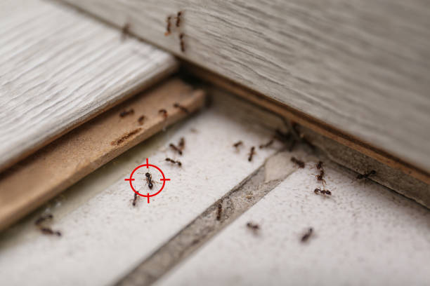 Best Pest Prevention Services  in Thomson, GA