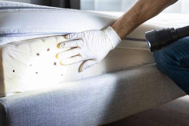 Best Local Pest Control Services  in Thomson, GA